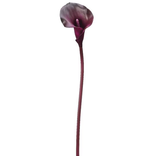 Eggplant Calla Lily Stem